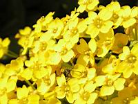 Corbeille d'or - Aurinia Saxatilis (ss esp Saxatilis)(fam. Brassicacees)(Europe cent. & ori.)(7) (Photo F. Mrugala)